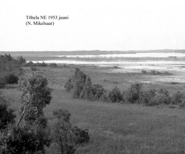 Maakond: Pärnumaa Veekogu nimi: Tõhela järv Pildistamise aeg: juuni 1953 Pildistaja: N. Mikelsaar Pildistamise koht: teadmata Asimuut: