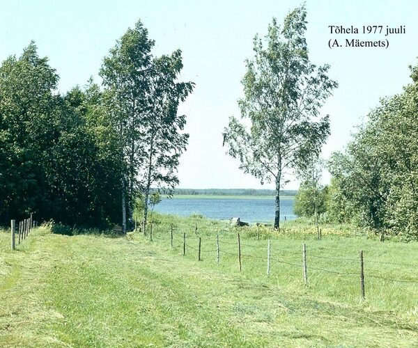 Maakond: Pärnumaa Veekogu nimi: Tõhela järv Pildistamise aeg: juuli 1977 Pildistaja: A. Mäemets Pildistamise koht: teadmata Asimuut: