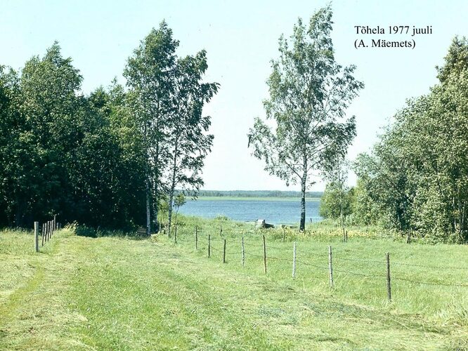 Maakond: Pärnumaa Veekogu nimi: Tõhela järv Pildistamise aeg: juuli 1977 Pildistaja: A. Mäemets Pildistamise koht: teadmata Asimuut: