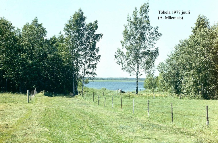 Maakond: Pärnumaa Veekogu nimi: Tõhela järv Pildistamise aeg: juuli 1977 Pildistaja: A. Mäemets Pildistamise koht: teadmata Asimuut: