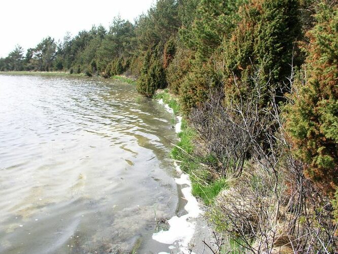 Maakond: Saaremaa Veekogu nimi: Tõrijärv Pildistamise aeg: 26. mai 2005 Pildistaja: H. Timm Pildistamise koht: teadmata Asimuut: