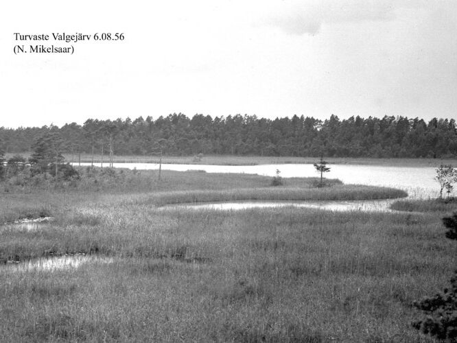 Maakond: Pärnumaa Veekogu nimi: Turvaste Valgejärv Pildistamise aeg: 6. august 1956 Pildistaja: N. Mikelsaar Pildistamise koht: teadmata Asimuut: