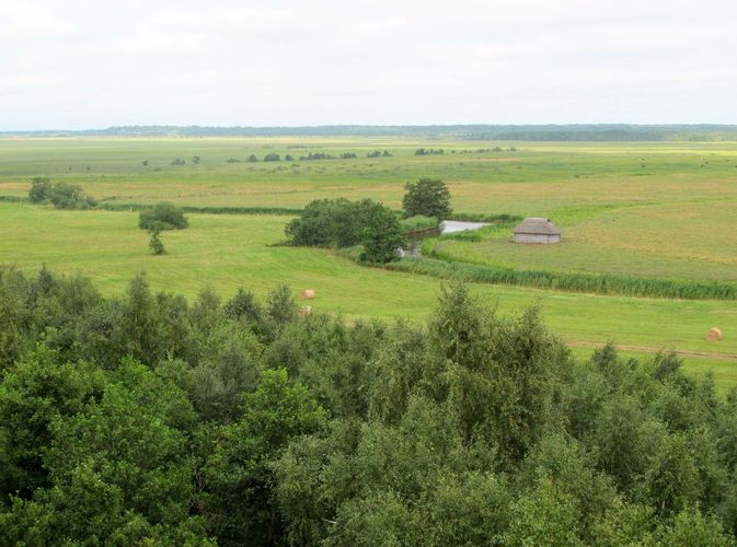 Maakond: Läänemaa Veekogu nimi: Tuudi jõgi Pildistamise aeg: 24. juuli 2010 Pildistaja: H. Timm Pildistamise koht: Suitsu luht Asimuut: