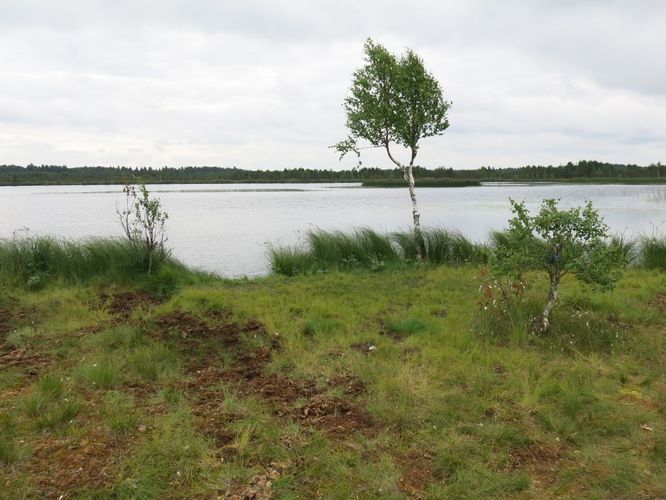 Maakond: Järvamaa Veekogu nimi: Tuulissilla järv Pildistamise aeg: 6. juuli 2013 Pildistaja: H. Timm Pildistamise koht: teadmata Asimuut: