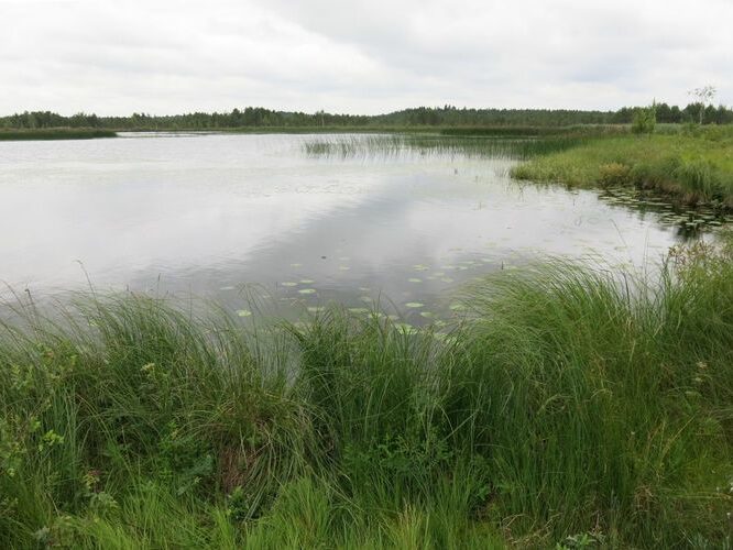 Maakond: Järvamaa Veekogu nimi: Tuulissilla järv Pildistamise aeg: 6. juuli 2013 Pildistaja: H. Timm Pildistamise koht: teadmata Asimuut: