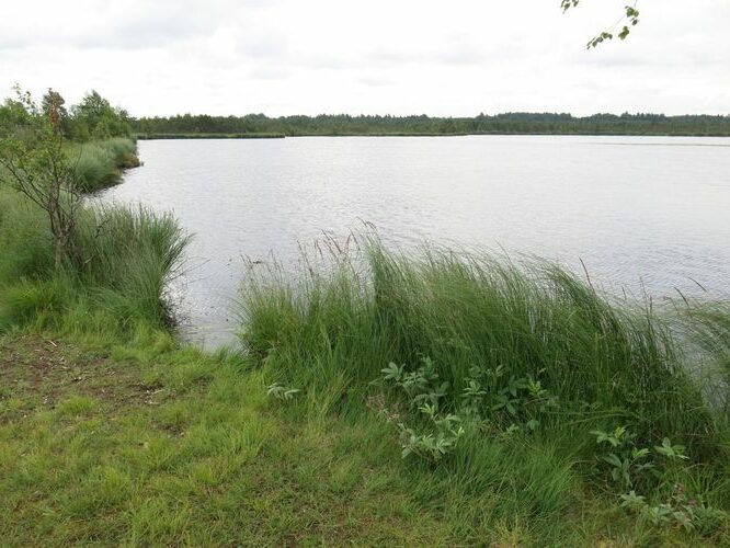 Maakond: Järvamaa Veekogu nimi: Tuulissilla järv Pildistamise aeg: 6. juuli 2013 Pildistaja: H. Timm Pildistamise koht: teadmata Asimuut: