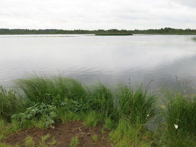 Maakond: Järvamaa Veekogu nimi: Tuulissilla järv Pildistamise aeg: 6. juuli 2013 Pildistaja: H. Timm Pildistamise koht: teadmata Asimuut: