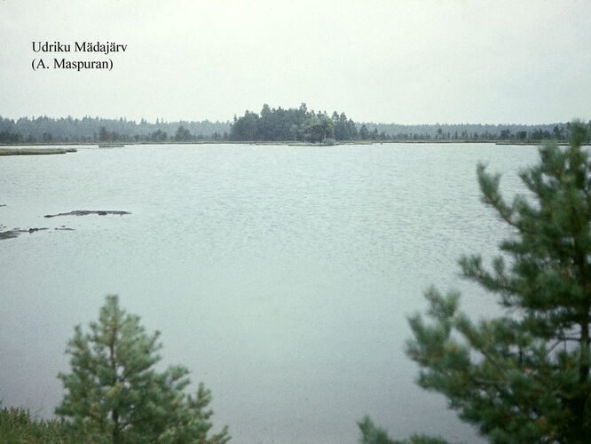 Maakond: Lääne-Virumaa Veekogu nimi: Udriku Mädajärv Pildistamise aeg: teadmata Pildistaja: A. Maspuran Pildistamise koht: teadmata Asimuut: