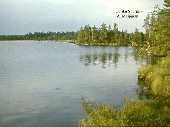 Maakond: Lääne-Virumaa Veekogu nimi: Udriku Suurjärv Pildistamise aeg: teadmata Pildistaja: A. Maspuran Pildistamise koht: teadmata Asimuut: