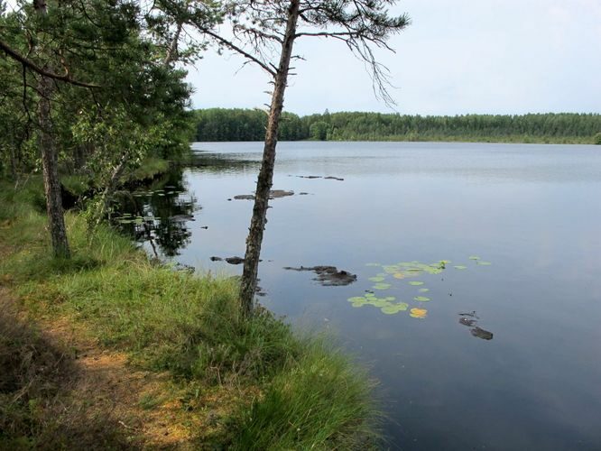 Maakond: Lääne-Virumaa Veekogu nimi: Udriku Suurjärv Pildistamise aeg: august 2010 Pildistaja: H. Timm Pildistamise koht: teadmata Asimuut: