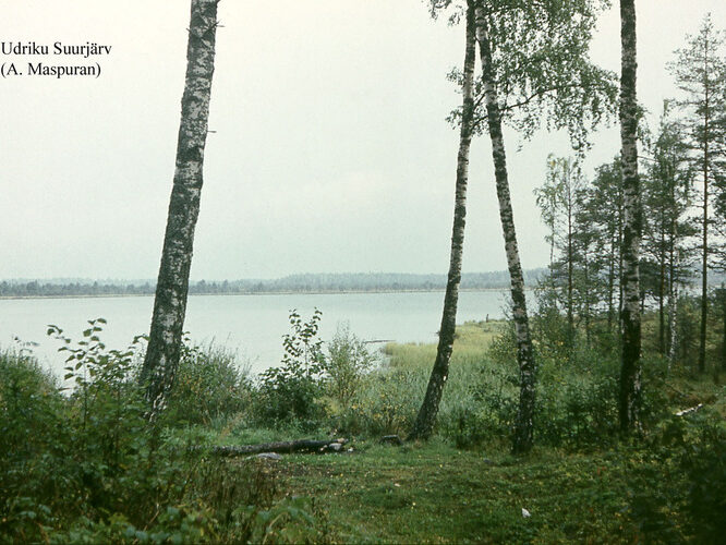 Maakond: Lääne-Virumaa Veekogu nimi: Udriku Suurjärv Pildistamise aeg: teadmata Pildistaja: A. Maspuran Pildistamise koht: teadmata Asimuut: