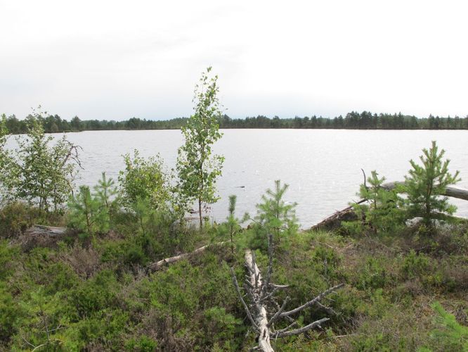 Maakond: Lääne-Virumaa Veekogu nimi: Udriku Väikejärv Pildistamise aeg: august 2010 Pildistaja: H. Timm Pildistamise koht: teadmata Asimuut: