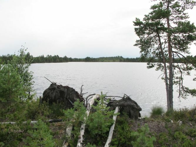 Maakond: Lääne-Virumaa Veekogu nimi: Udriku Väikejärv Pildistamise aeg: august 2010 Pildistaja: H. Timm Pildistamise koht: teadmata Asimuut: