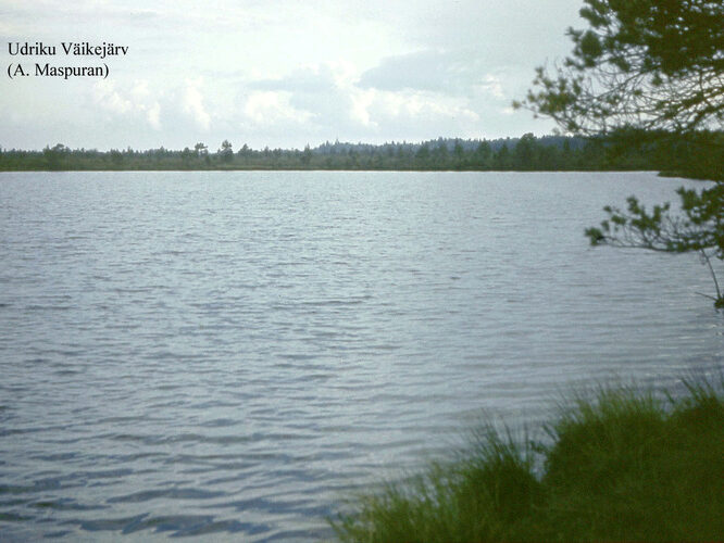 Maakond: Lääne-Virumaa Veekogu nimi: Udriku Väikejärv Pildistamise aeg: teadmata Pildistaja: A. Maspuran Pildistamise koht: teadmata Asimuut: