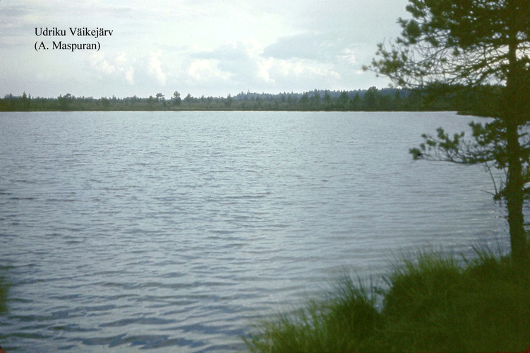 Maakond: Lääne-Virumaa Veekogu nimi: Udriku Väikejärv Pildistamise aeg: teadmata Pildistaja: A. Maspuran Pildistamise koht: teadmata Asimuut: