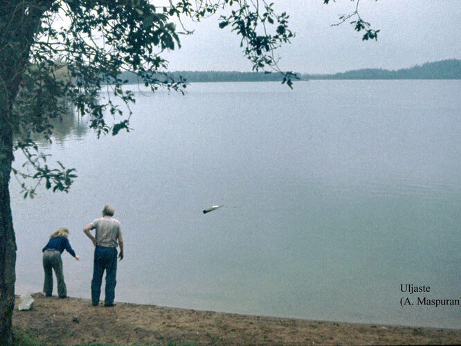 Maakond: Ida-Virumaa Veekogu nimi: Uljaste järv Pildistamise aeg: teadmata Pildistaja: A. Maspuran Pildistamise koht: E-kallas Asimuut: W