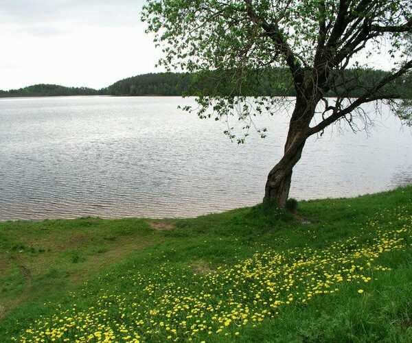 Maakond: Ida-Virumaa Veekogu nimi: Uljaste järv Pildistamise aeg: 30. mai 2005 Pildistaja: H. Timm Pildistamise koht: teadmata Asimuut: