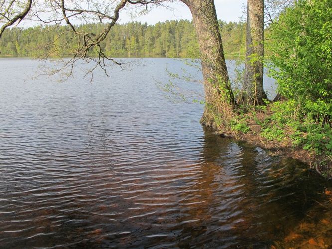 Maakond: Ida-Virumaa Veekogu nimi: Uljaste järv Pildistamise aeg: 16. mai 2012 Pildistaja: H. Timm Pildistamise koht: teadmata Asimuut: