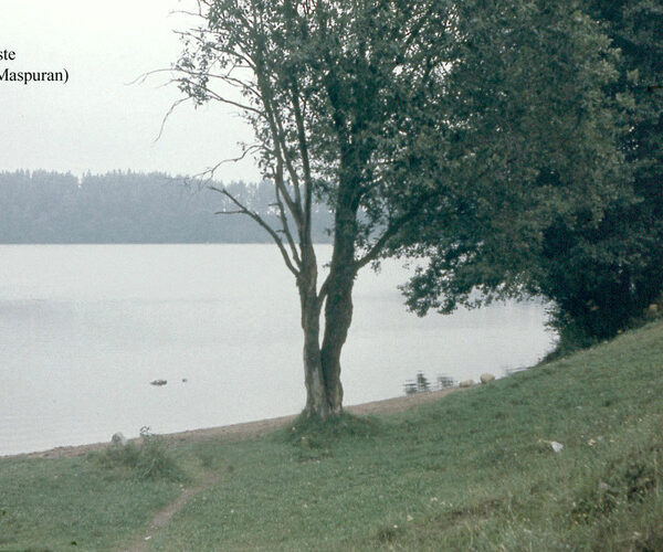 Maakond: Ida-Virumaa Veekogu nimi: Uljaste järv Pildistamise aeg: teadmata Pildistaja: A. Maspuran Pildistamise koht: SE-kallas Asimuut: N