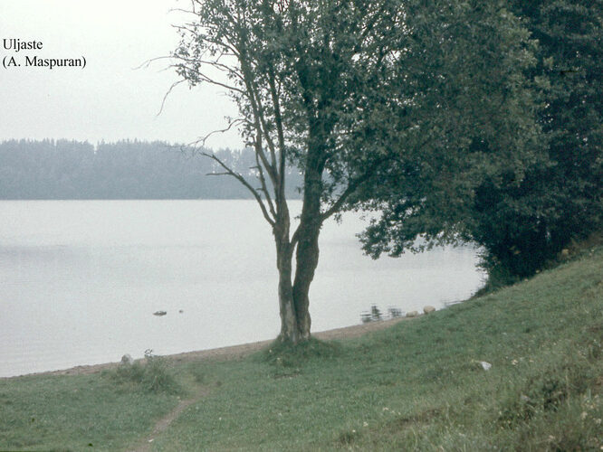 Maakond: Ida-Virumaa Veekogu nimi: Uljaste järv Pildistamise aeg: teadmata Pildistaja: A. Maspuran Pildistamise koht: SE-kallas Asimuut: N