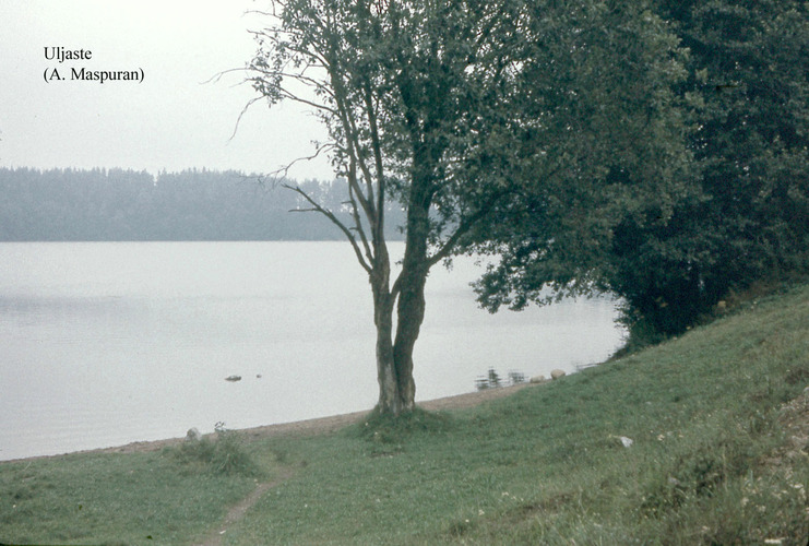 Maakond: Ida-Virumaa Veekogu nimi: Uljaste järv Pildistamise aeg: teadmata Pildistaja: A. Maspuran Pildistamise koht: SE-kallas Asimuut: N