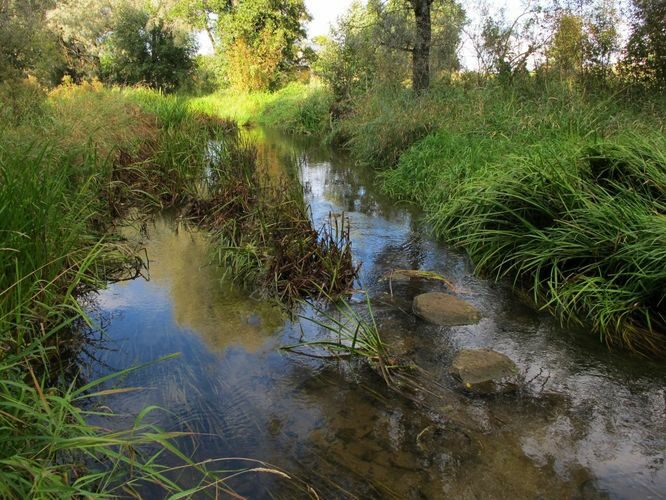 Maakond: Jõgevamaa Veekogu nimi: Umbusi jõgi Pildistamise aeg: 10. september 2011 Pildistaja: H. Timm Pildistamise koht: Umbusi Asimuut: