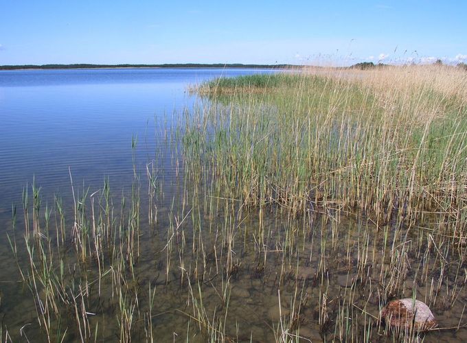 Maakond: Saaremaa Veekogu nimi: Undu laht Pildistamise aeg: 25. mai 2009 Pildistaja: H. Timm Pildistamise koht: teadmata Asimuut: