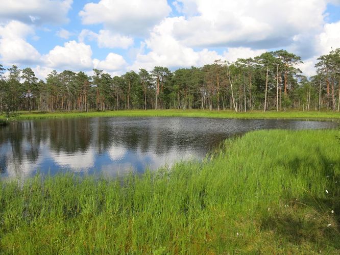 Maakond: Järvamaa Veekogu nimi: Väätsa raba laukad Pildistamise aeg: 6. juuli 2013 Pildistaja: H. Timm Pildistamise koht: teadmata Asimuut: