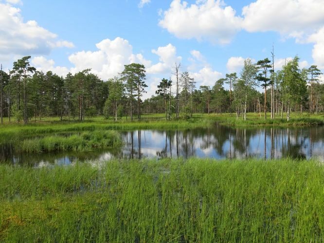 Maakond: Järvamaa Veekogu nimi: Väätsa raba laukad Pildistamise aeg: 6. juuli 2013 Pildistaja: H. Timm Pildistamise koht: teadmata Asimuut: