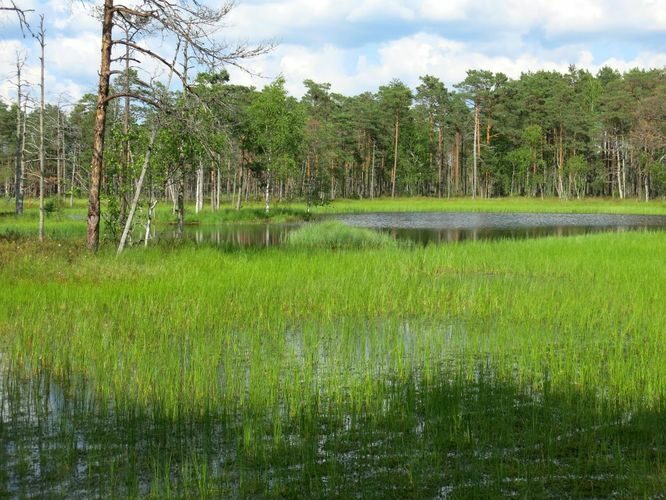 Maakond: Järvamaa Veekogu nimi: Väätsa raba laukad Pildistamise aeg: 6. juuli 2013 Pildistaja: H. Timm Pildistamise koht: teadmata Asimuut: