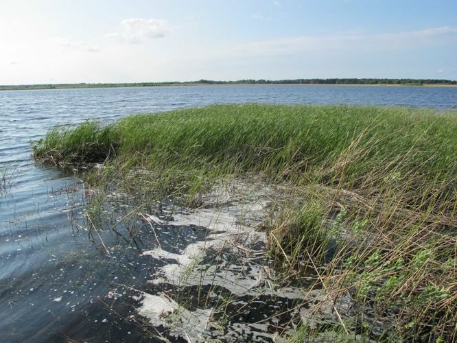 Maakond: Saaremaa Veekogu nimi: Vägara laht Pildistamise aeg: 25. mai 2010 Pildistaja: H. Timm Pildistamise koht: teadmata Asimuut: