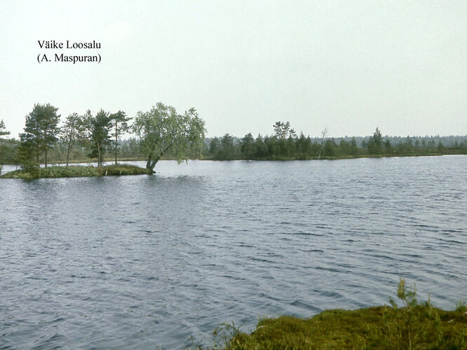 Maakond: Raplamaa Veekogu nimi: Väike-Loosalu järv Pildistamise aeg: teadmata Pildistaja: A. Maspuran Pildistamise koht: teadmata Asimuut: