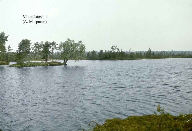 Maakond: Raplamaa Veekogu nimi: Väike-Loosalu järv Pildistamise aeg: teadmata Pildistaja: A. Maspuran Pildistamise koht: teadmata Asimuut: