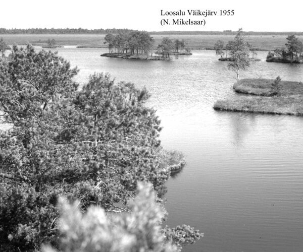 Maakond: Raplamaa Veekogu nimi: Väike-Loosalu järv Pildistamise aeg: 1955 Pildistaja: N. Mikelsaar Pildistamise koht: teadmata Asimuut: