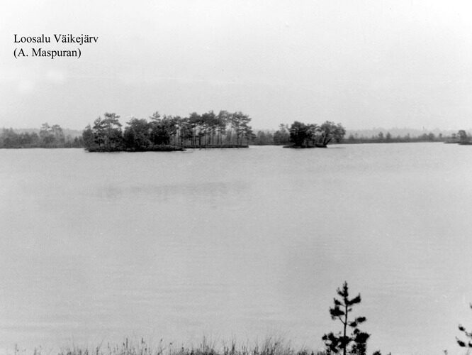 Maakond: Raplamaa Veekogu nimi: Väike-Loosalu järv Pildistamise aeg: teadmata Pildistaja: A. Maspuran Pildistamise koht: teadmata Asimuut: