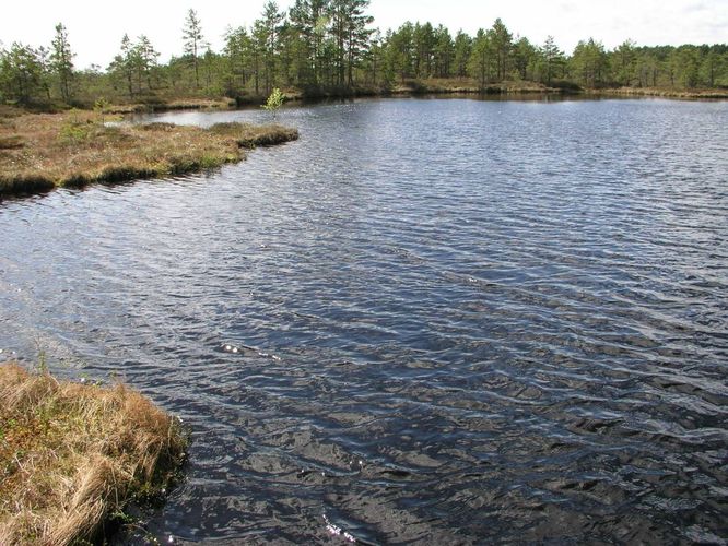 Maakond: Raplamaa Veekogu nimi: Väike Loosalu järv Pildistamise aeg: 19. mai 2004 Pildistaja: H. Timm Pildistamise koht: teadmata Asimuut: