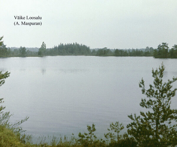 Maakond: Raplamaa Veekogu nimi: Väike-Loosalu järv Pildistamise aeg: teadmata Pildistaja: A. Maspuran Pildistamise koht: teadmata Asimuut: