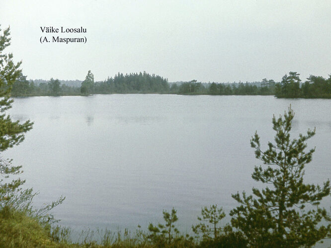 Maakond: Raplamaa Veekogu nimi: Väike-Loosalu järv Pildistamise aeg: teadmata Pildistaja: A. Maspuran Pildistamise koht: teadmata Asimuut: