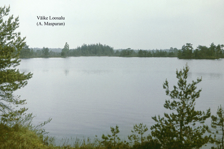 Maakond: Raplamaa Veekogu nimi: Väike-Loosalu järv Pildistamise aeg: teadmata Pildistaja: A. Maspuran Pildistamise koht: teadmata Asimuut: