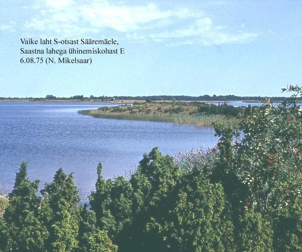 Maakond: Saaremaa Veekogu nimi: Vaike laht Pildistamise aeg: 6. august 1975 Pildistaja: N. Mikelsaar Pildistamise koht: S otsast S Asimuut: