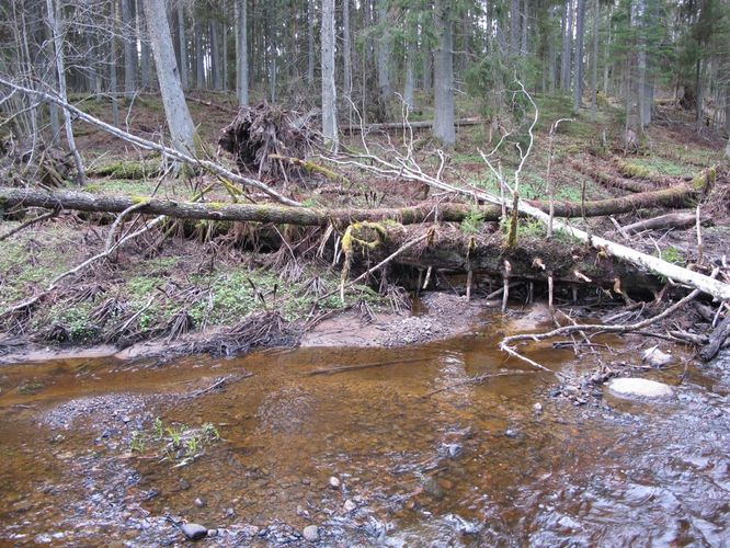 Maakond: Lääne-Virumaa Veekogu nimi: Vainupea jõgi Pildistamise aeg: 2. mai 2010 Pildistaja: H. Timm Pildistamise koht: 1 km enne Vainupea küla Asimuut: