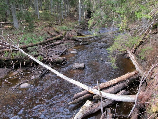 Maakond: Lääne-Virumaa Veekogu nimi: Vainupea jõgi Pildistamise aeg: 2. mai 2010 Pildistaja: H. Timm Pildistamise koht: 1 km enne Vainupea küla Asimuut: