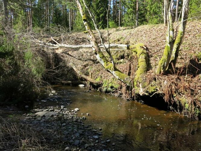 Maakond: Lääne-Virumaa Veekogu nimi: Vainupea jõgi Pildistamise aeg: 26. aprill 2014 Pildistaja: H. Timm Pildistamise koht: ca 1 km ülalpool Vainupea küla, tee ääres Asimuut: