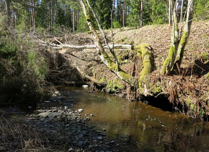 Maakond: Lääne-Virumaa Veekogu nimi: Vainupea jõgi Pildistamise aeg: 26. aprill 2014 Pildistaja: H. Timm Pildistamise koht: ca 1 km ülalpool Vainupea küla, tee ääres Asimuut: