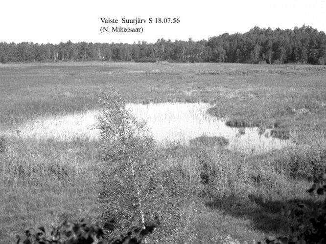 Maakond: Pärnumaa Veekogu nimi: Vaiste Suurjärv Pildistamise aeg: 18. juuli 1956 Pildistaja: N. Mikelsaar Pildistamise koht: S-osa v Asimuut: NNW