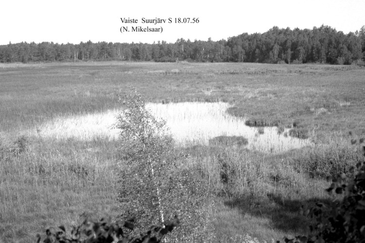 Maakond: Pärnumaa Veekogu nimi: Vaiste Suurjärv Pildistamise aeg: 18. juuli 1956 Pildistaja: N. Mikelsaar Pildistamise koht: S-osa v Asimuut: NNW