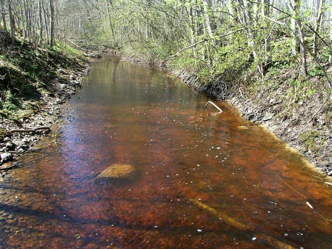 Maakond: Pärnumaa Veekogu nimi: Valdimurru oja Pildistamise aeg: 26. aprill 2008 Pildistaja: H. Timm Pildistamise koht: teadmata Asimuut: