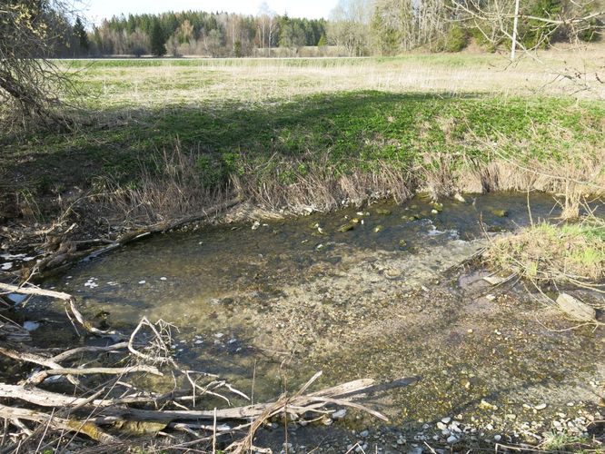 Maakond: Lääne-Virumaa Veekogu nimi: Valgejõgi Pildistamise aeg: 26. aprill 2014 Pildistaja: H. Timm Pildistamise koht: Porkuni tee ääres Asimuut: