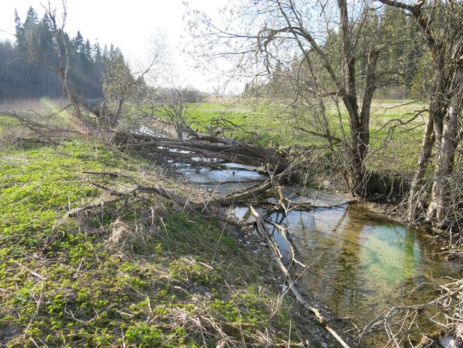 Maakond: Lääne-Virumaa Veekogu nimi: Valgejõgi Pildistamise aeg: 26. aprill 2014 Pildistaja: H. Timm Pildistamise koht: Porkuni tee ääres Asimuut: