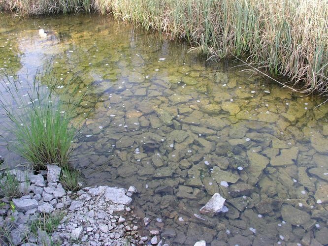 Maakond: Saaremaa Veekogu nimi: Vanakubja oja Pildistamise aeg: 24. mai 2009 Pildistaja: H. Timm Pildistamise koht: Kooru järv Asimuut: